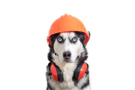 Funny husky dog worker in builder helmet and headphone to ear protection close upの写真素材