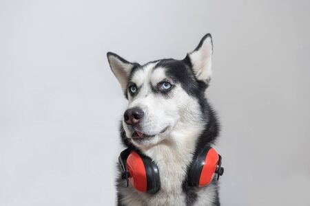 Cute husky dog worker in builder headphone to ear protection close upの写真素材