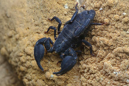 A black scorpion is looking for prey on weathered wood.