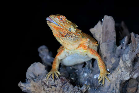A young bearded dragon (Pogona sp) is showing aggressive behavior.