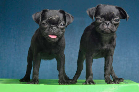 Two black pug puppies that are dashing and adorable.の写真素材