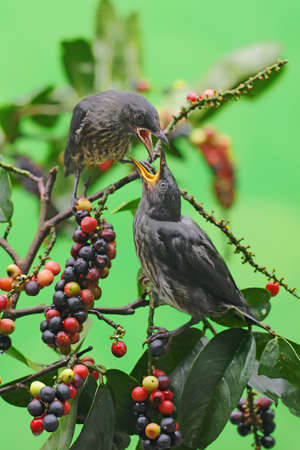 Two young Asian glossy starling (Aplonis panayensis) eating buni fruit. These birds are natural food for fruits and small insects.の写真素材