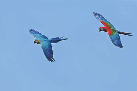 A group of macaw scarlets are flying freely in the blue sky.の写真素材
