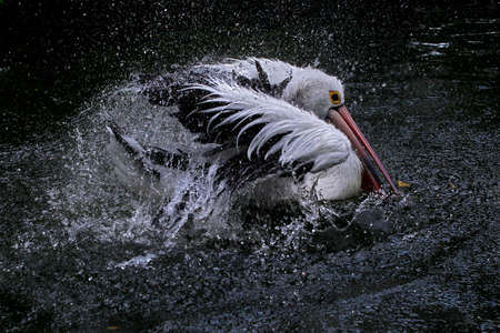The pelican is a large bird with a large and strong beak. The main food of this bird is various types of fish.の写真素材