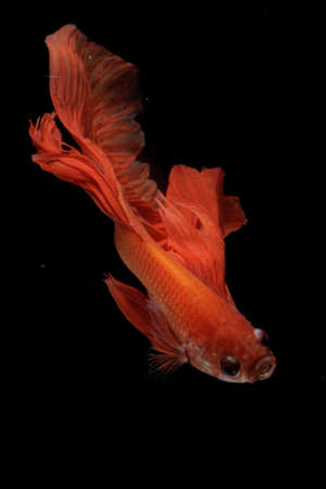 A betta fish is developing its beautiful tail and belly fins.