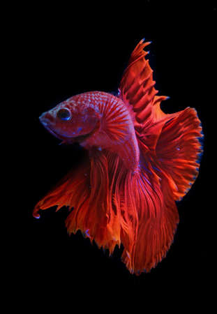 A betta fish is developing its beautiful tail and belly fins.