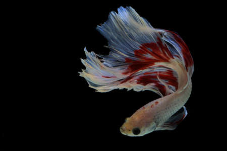 A betta fish is developing its beautiful tail and belly fins.