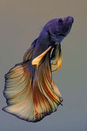 A betta fish is developing its beautiful tail and belly fins.