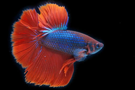 A betta fish is developing its beautiful tail and belly fins.
