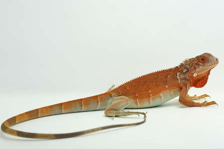 A red iguana (Iguana iguana) with an elegant pose.