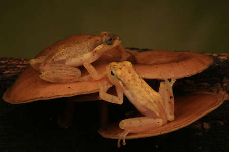 Two mini golden frogs (Philautus vittiger) disguised themselves with mushrooms of the same color.