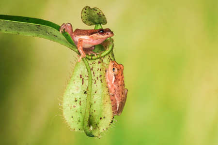 wo golden yellow frogs is resting on a nephentes.