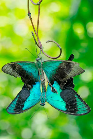 A pair of yellow butterflies are mating.