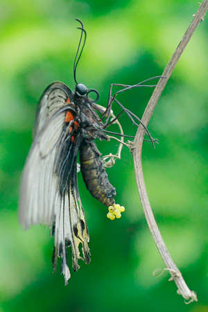 A butterfly is laying its eggs in a bush.の写真素材