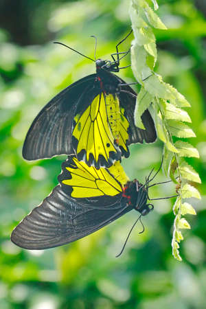 A pair of yellow butterflies are mating.の写真素材