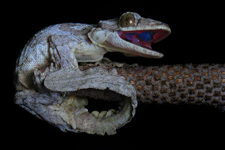 A gecko is ready to take prey.