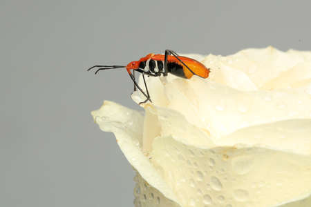 A red cotton bug (Dysdercus cingulatus) is looking for prey on wild flowers.