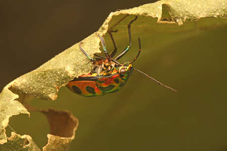 A butterfly is laying its eggs in a bush.