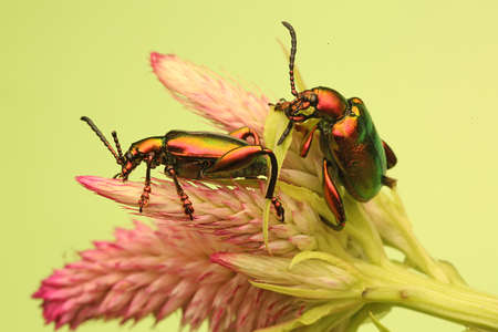 A pair of frog leg beetles (Sagra sp) are preparing to mate.