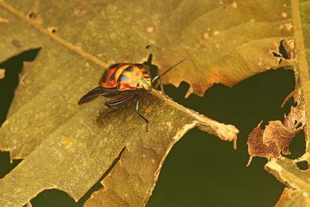 A harlequin bug (Tectocoris diophthalmus) is sunbathing on a flower before starting its daily...