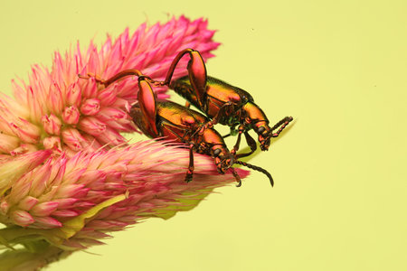 A pair of frog leg beetles (Sagra sp) are preparing to mate.