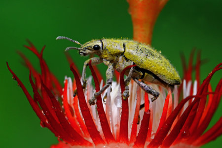 A yellow weevil is foraging on flowers.の写真素材