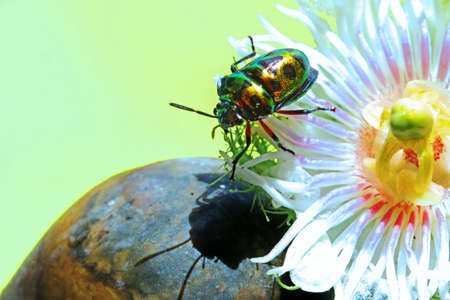 Seekor harlequin bug (Tectocoris diophthalmus) is sunbathing on a flower before starting its daily activities.の写真素材