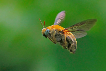 A bee begins its daily activity by actively looking for food.の写真素材