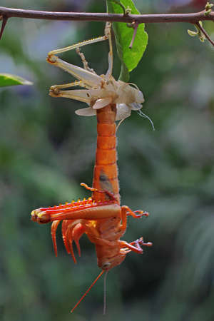 A grasshopper is moulting on
branch.