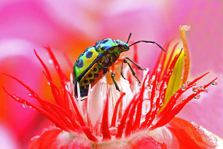 Harlequin bug or cotton harlequin bug (Tectocoris diophthalmus) is starting its daily activities in...