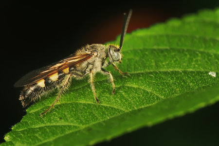 A bee begins its daily activity by actively looking for food.の写真素材