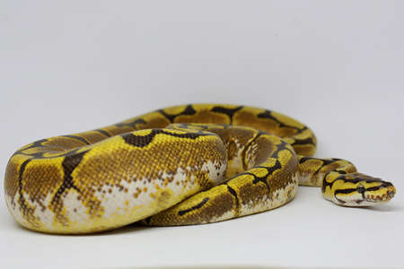 A ball python (Python regius) is wrapping its body and keeping an eye on its environment.の写真素材