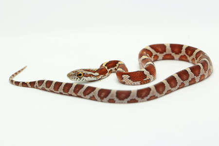 A corn snake (Pantherophis guttatus) is ready to attack.の写真素材