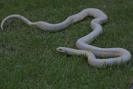 A kingsnake (Lampropeltis sp) with a clean white base is looking for prey on the grass.の写真素材