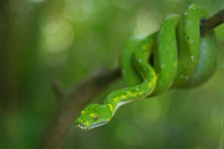 A snake is wrapping its body on a log.の写真素材