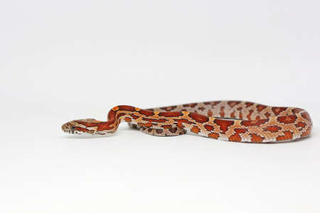 A corn snake (Pantherophis guttatus) is ready to attack.