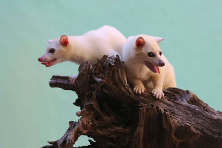 A pair of white civet cats are lurking prey on weathered log.の写真素材