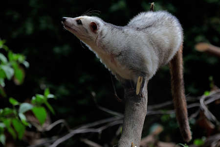 A sealpoint civet cat is looking for prey on weathered wood.の写真素材