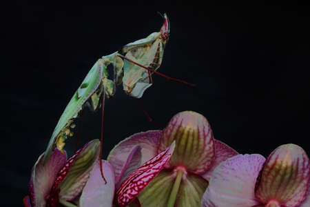 Praying mantis (Idolomantis Diabolica) is walking on orchids.の写真素材
