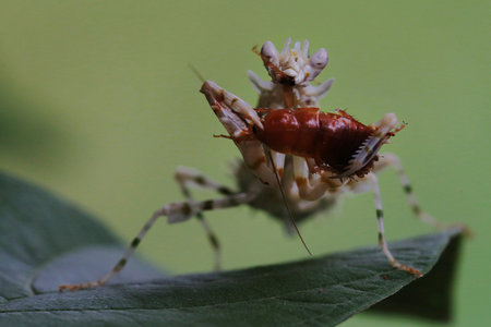 A praying mantis is greedily preying on its small prey.