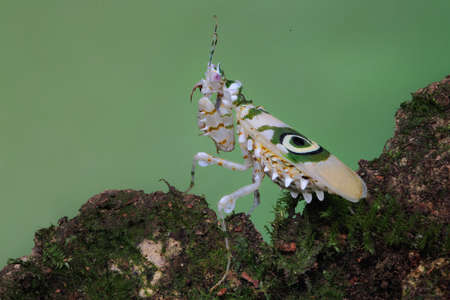 A praying mantis (Pseudocreobotra wahlbergii) is looking for prey on moss.