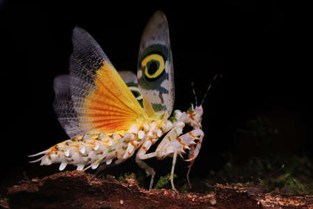 A spiny flower mantis (Pseudocreobotra wahlbergii) is flapping its beautiful wings to chase away predators.の写真素材