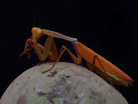 A golden mantis is eating a cockroach on an orange.の写真素材