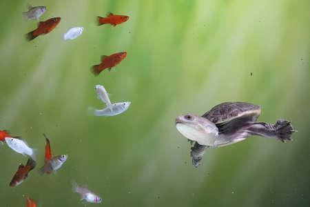 Long-necked turtles (Siebenrocky) are chasing small fish that become their prey.の写真素材