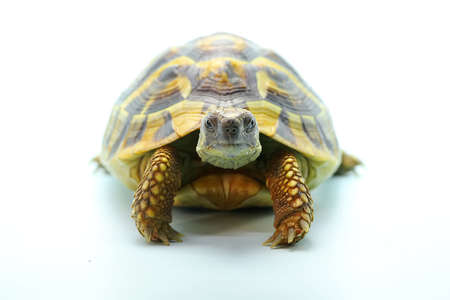 An Asian forest tortoise (Manouria emys) is moving slowly.の写真素材