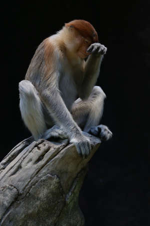 Bekantan (Nasalis larvatus) is a kind of long-nosed monkey with brown hair. This unique monkey...