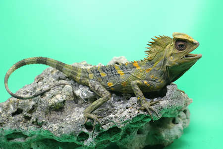 Body gesture of a forest dragon (Gonocephalus chamaeleontinus) who is ready to attack the intruding...