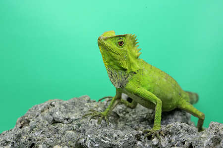 Body gesture of a forest dragon (Gonocephalus chamaeleontinus) who is ready to attack the intruding...