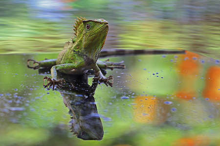 Body gesture of a forest dragon (Gonocephalus chamaeleontinus) who is ready to attack the intruding...