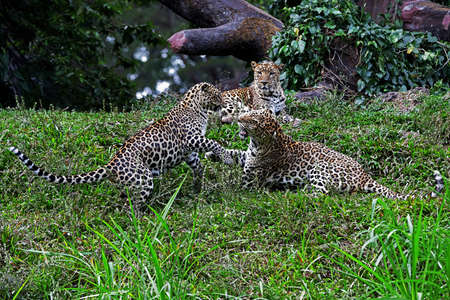 Two Javan leopards are fighting over a female.